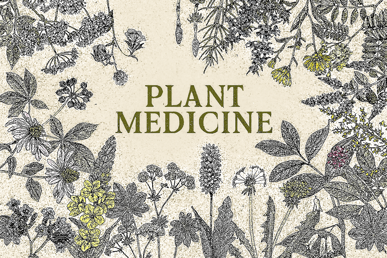 Rooted in Wisdom: The Healing Power of Plant Medicine